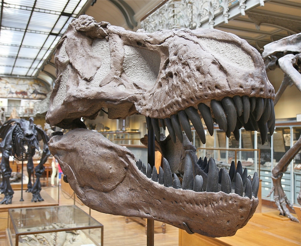 Paleontology reptile bones