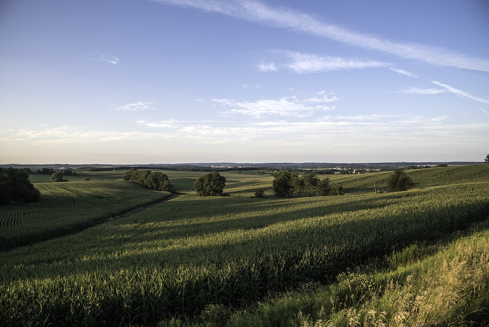 Shadows over the cornfield under the blue sky
