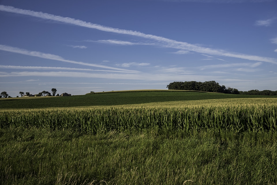Small Hill Admist the Cornstalks