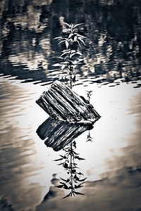 Water nature waterfront