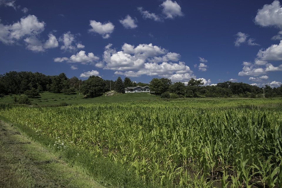 Cornfield and house landscape photo