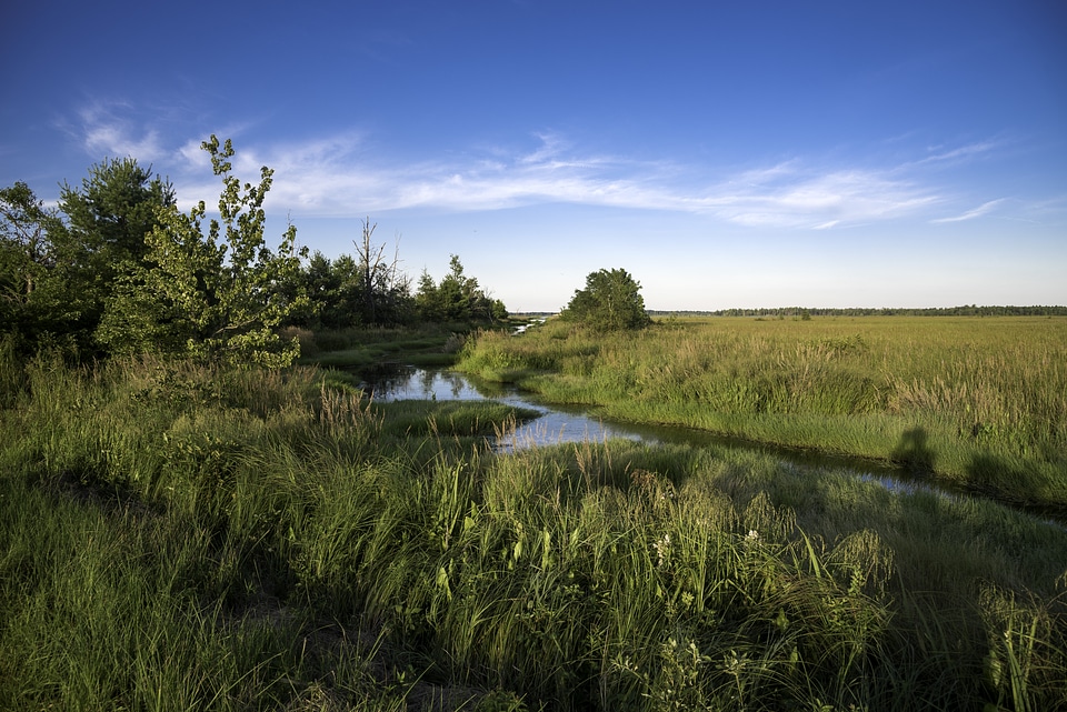 Marsh Landscape with tall grasses at Meadow Valley