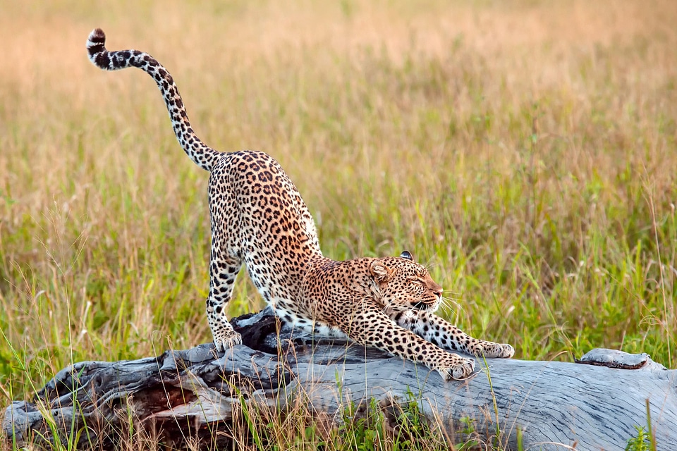 Cheetah Stretching on a piece of wood
