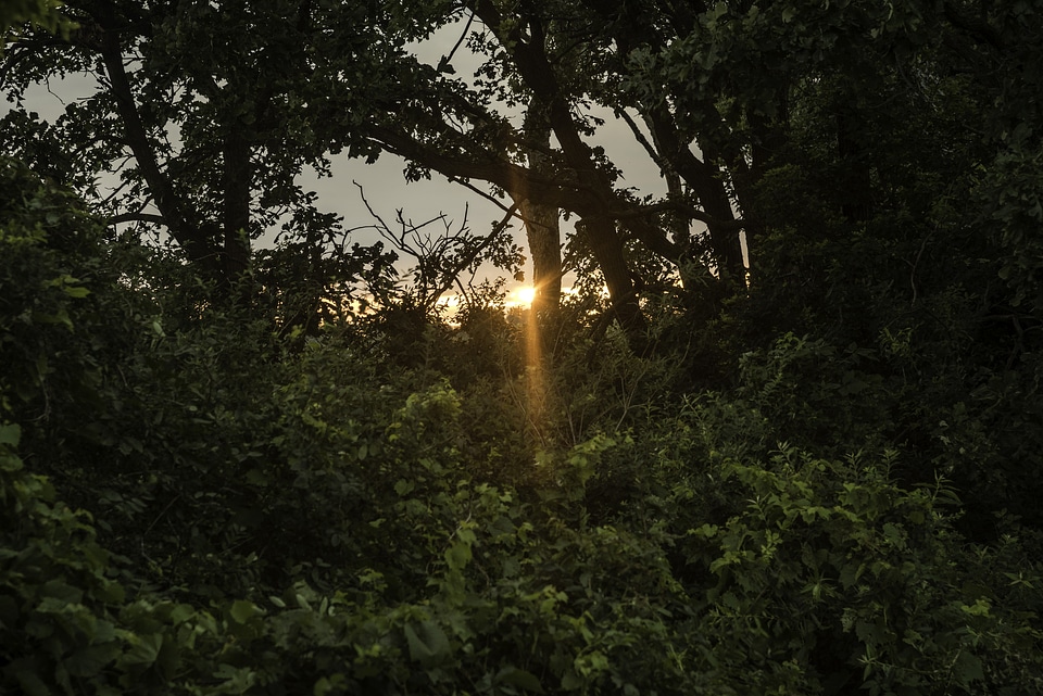 Sunlight coming through the trees at sunset