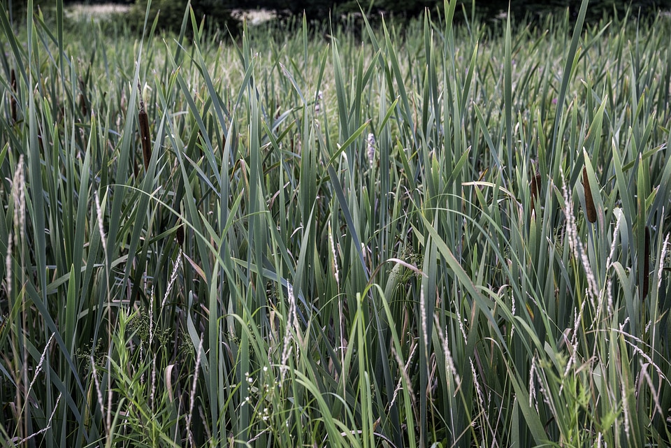 Blades of Marsh Grass on the Sugar River State Trail