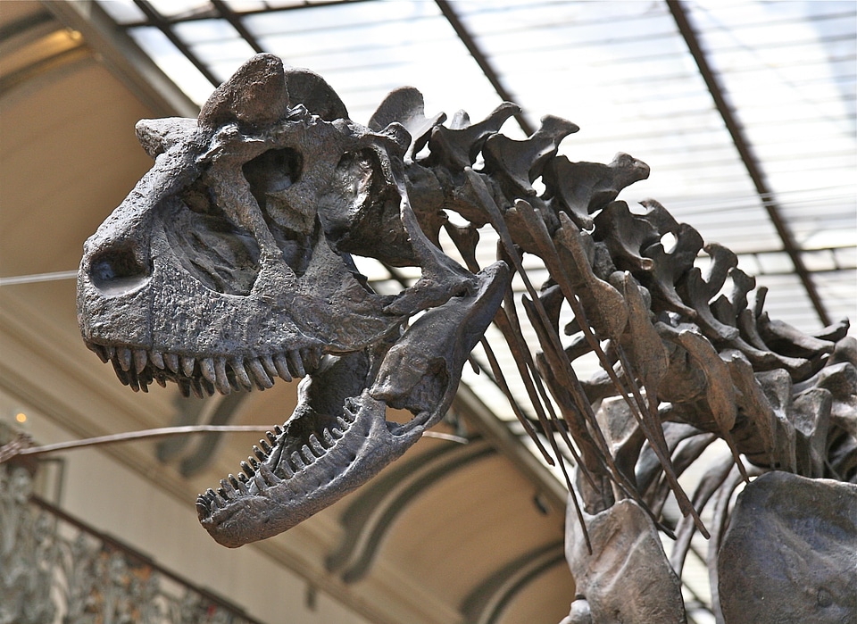 Paleontology reptile bones