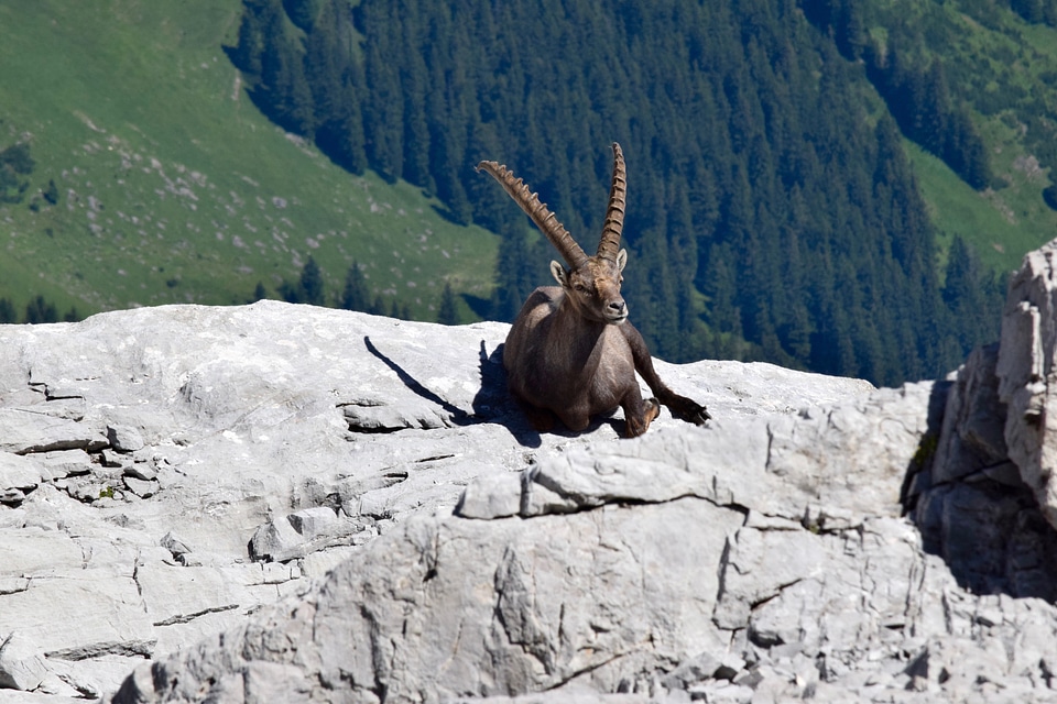 Wild Capricorns resting on rock photo