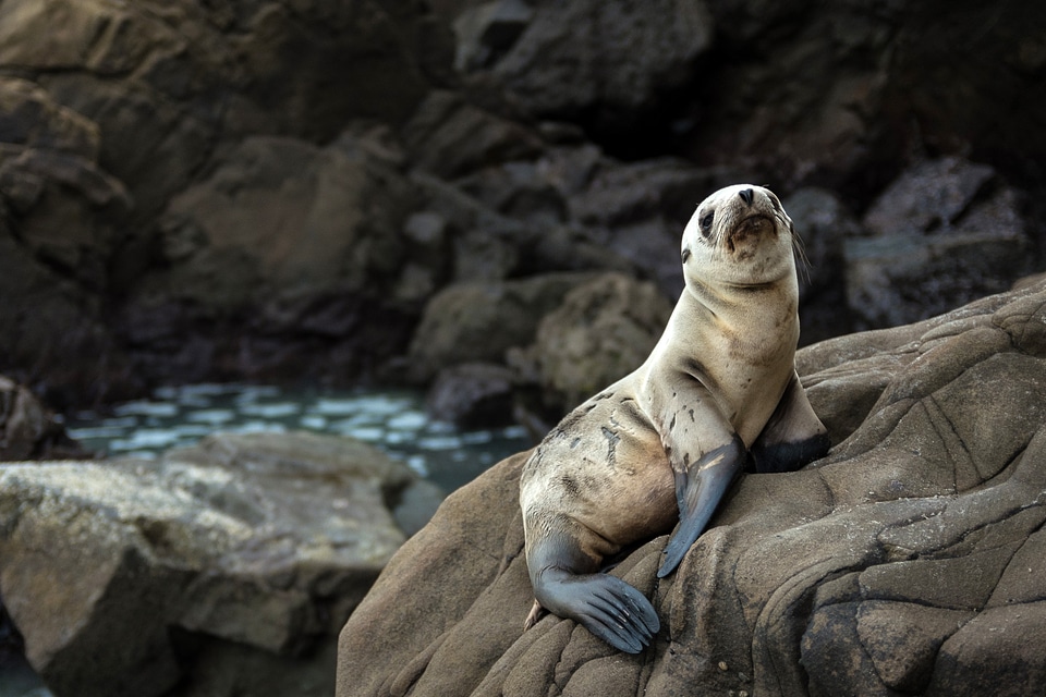 Seal sitting on rock at Big Sur, California