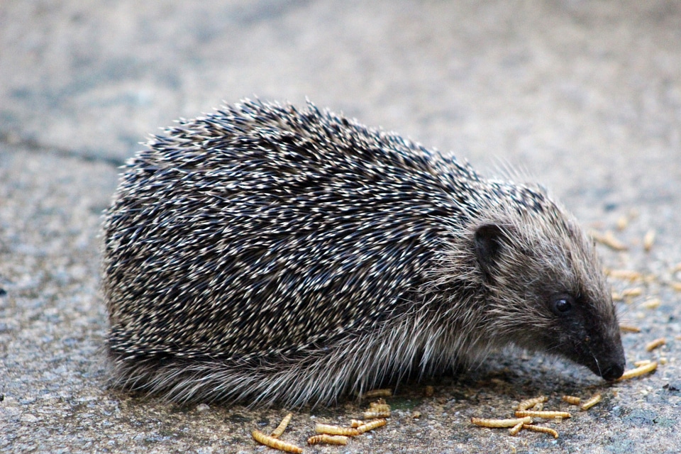 Hedgehog eating a few mealworms