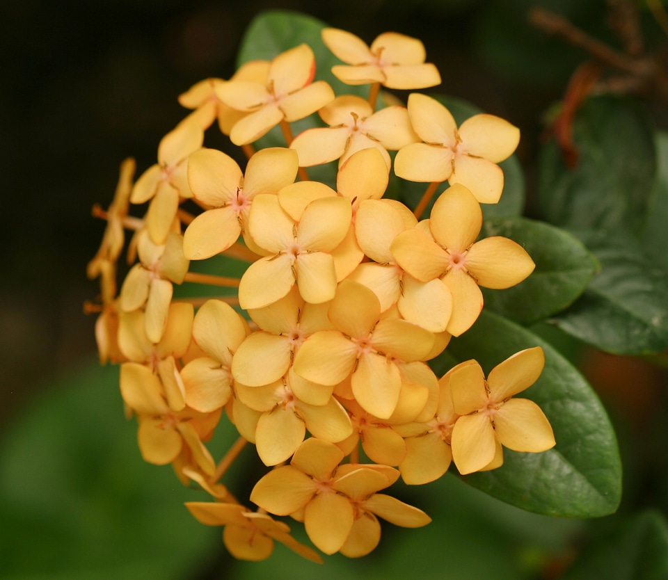 Tropical bloom blossom