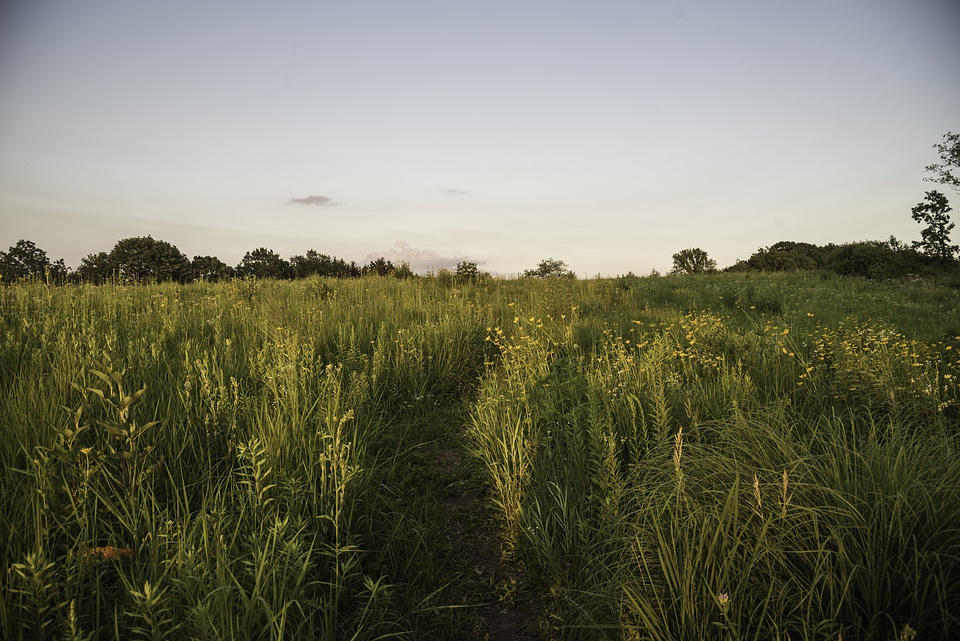 Detailed grass hiking corridor at Cross Plains State Park