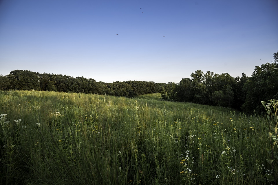 Grassland, forest, and skies at Cross Plains State Park