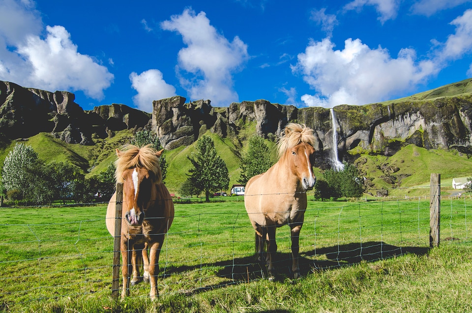 Icelandic Horses with waterfall in the background