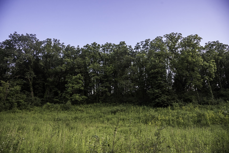 Trees with grass under sky in Stewart Lake County Park