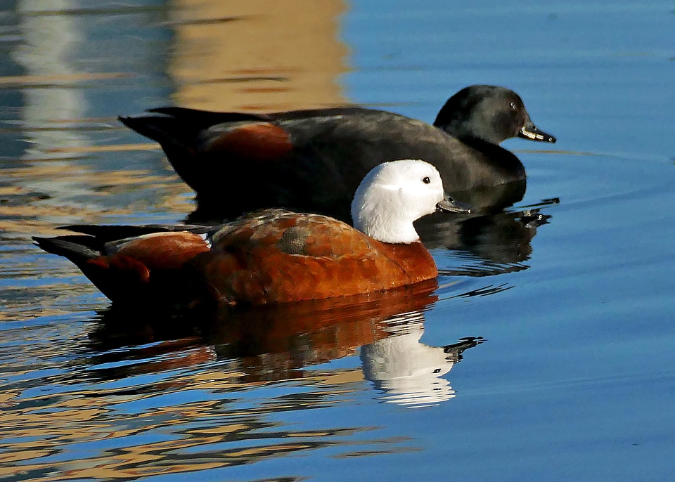 Two Ducks swimming in the water
