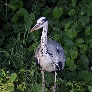 Blue Heron in the wild