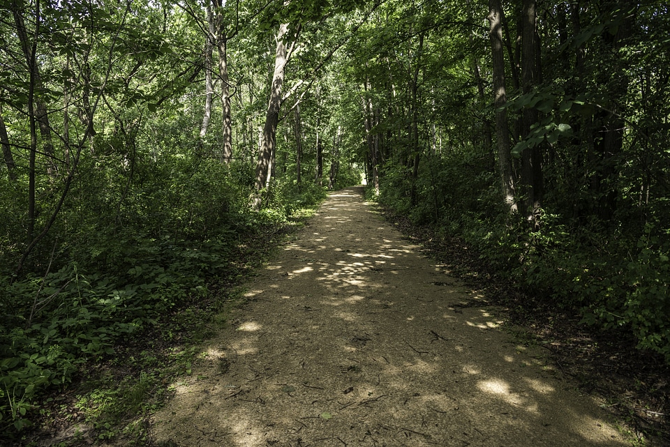 Dark Forested Path at Camrock County Park