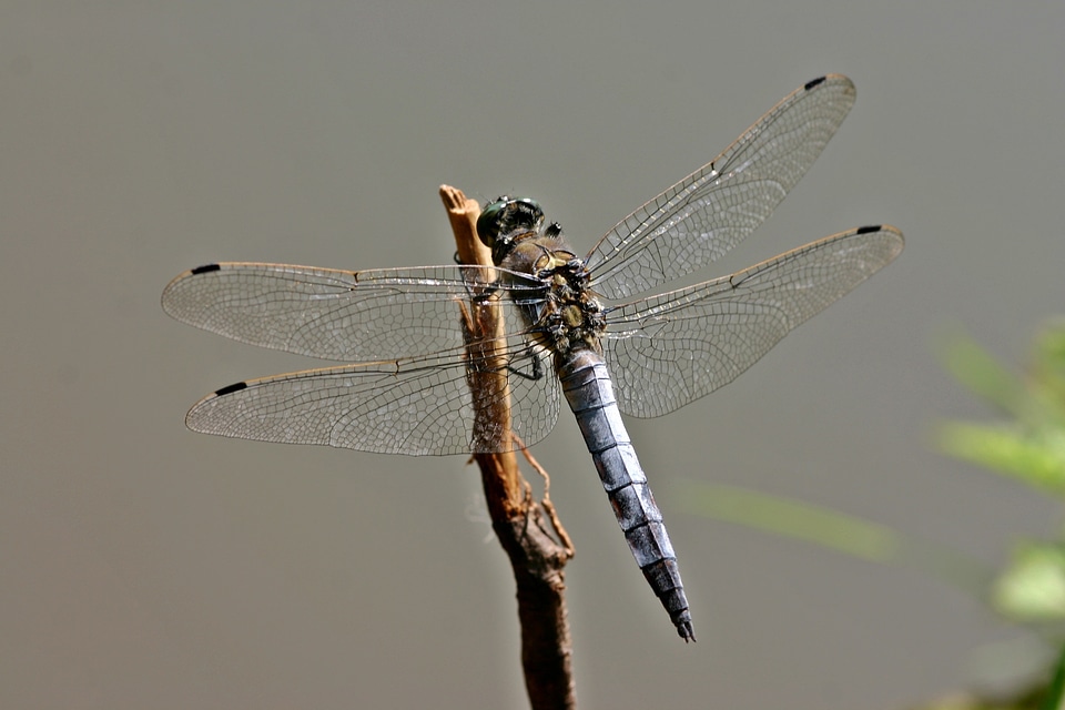 Great blaupfeil males insect