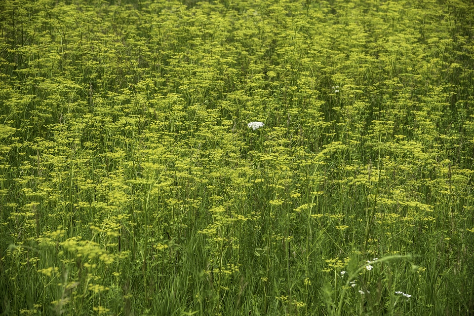 Yellow field flowers at Camrock County Park