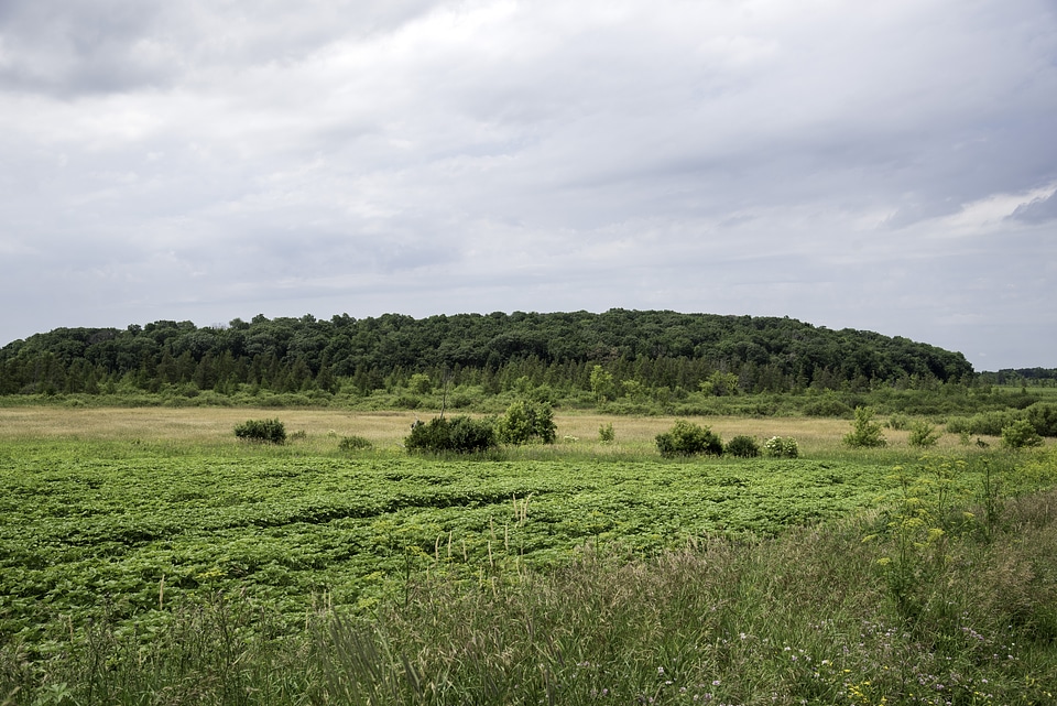 Landscape with a line of trees in the distance at Goose Lake State Wildlife Area