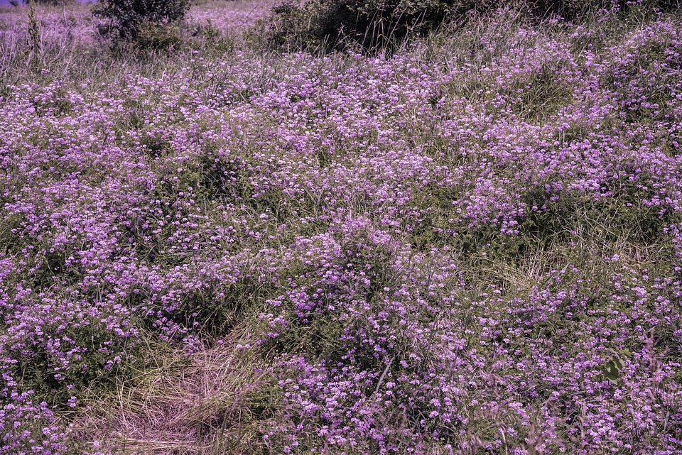 Purple Flowers on the hillside at Goose Lake Wildlife Area