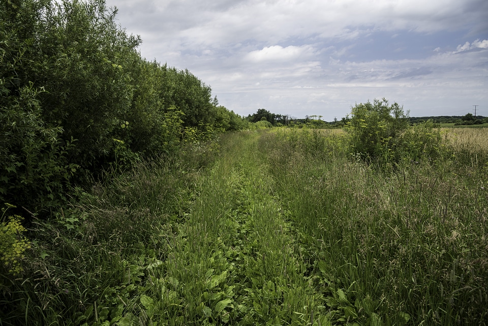 Grassy Path hiking at Goose Lake Wildlife Area
