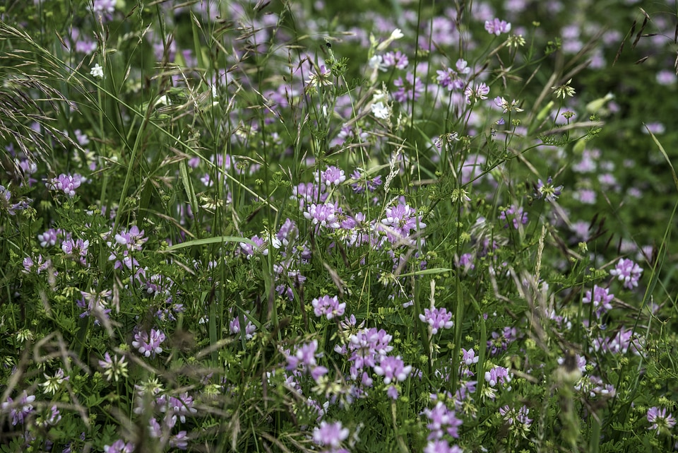 Grass and Purple Flowers at Goose Lake State Wildlife Area