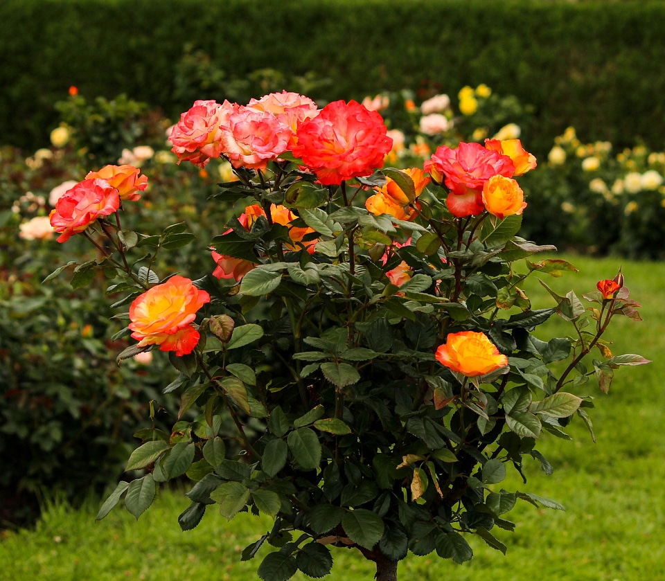 Yellow pink orange