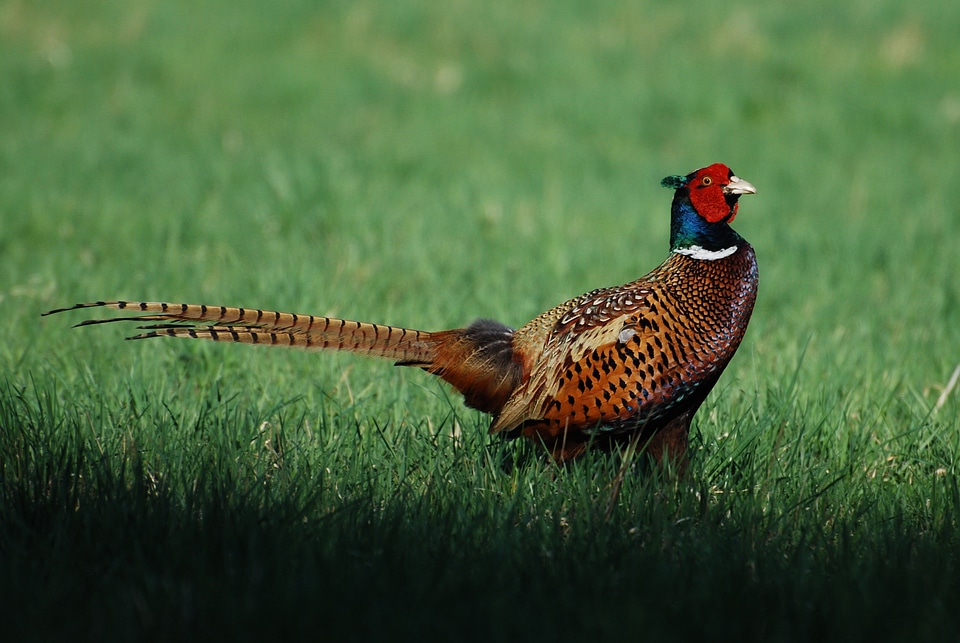 Feather wildlife fowl