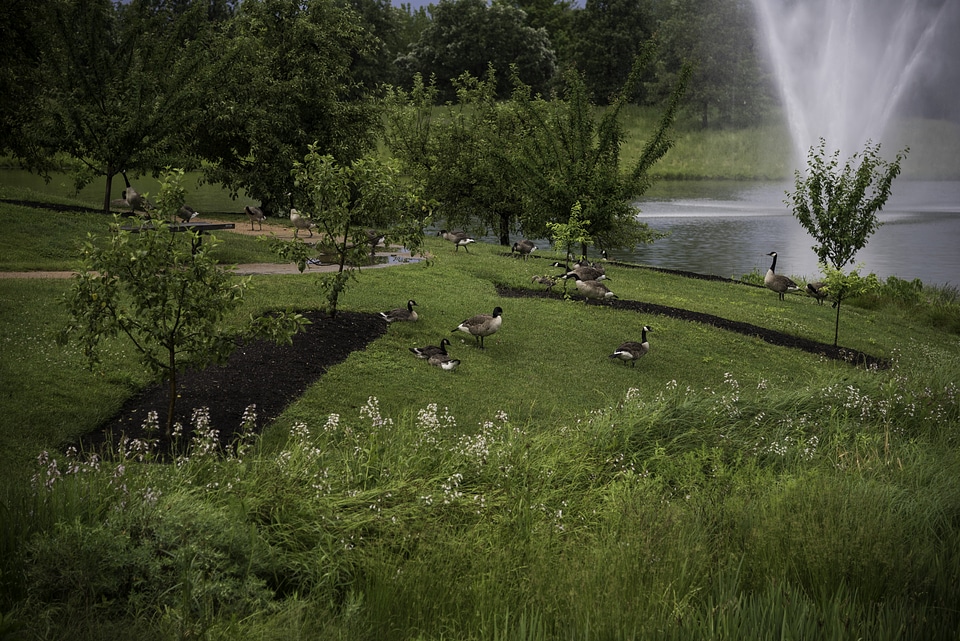 Geese in the Gardens