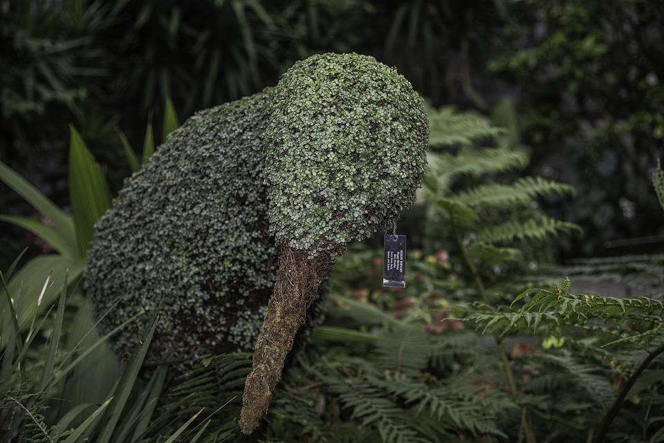 Bird Shape cut from Hedges