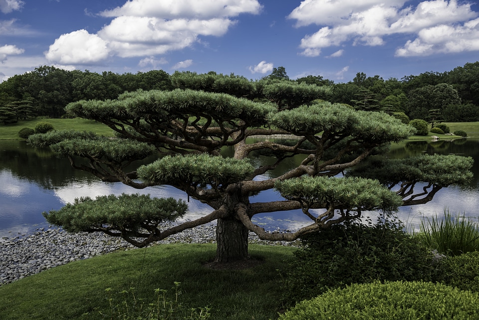 Trees in the Japanese Gardens