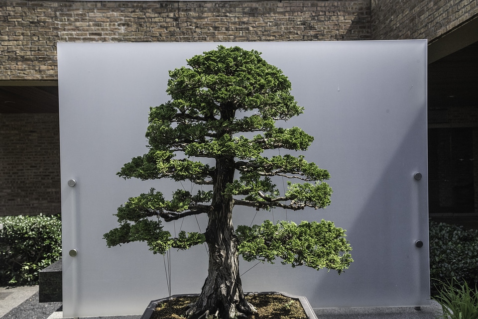 Small Bonzai Trees at Chicago Botanical Gardens