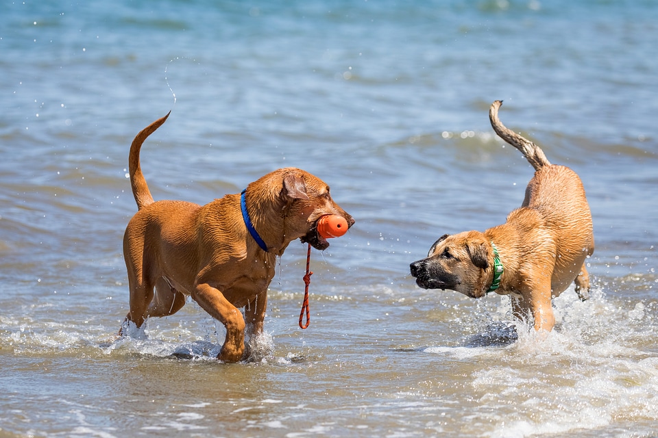 Two Dogs playing in the Surf