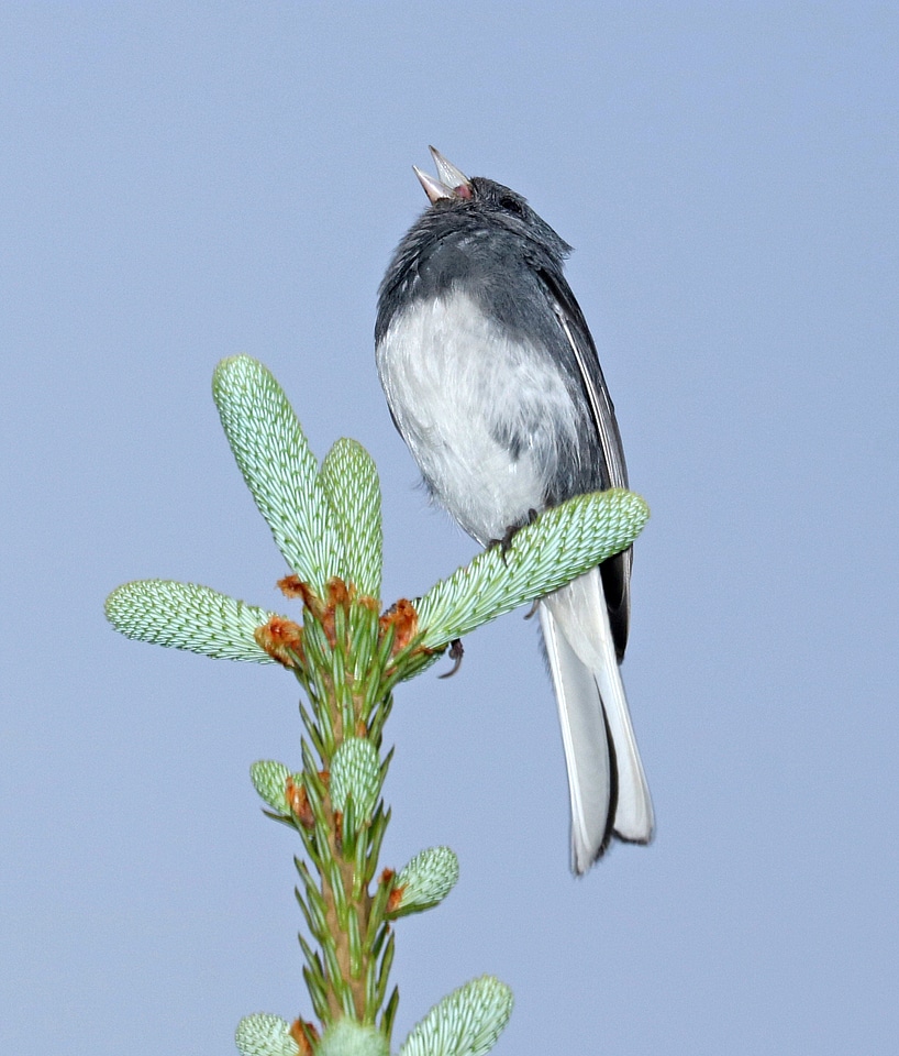 Dark-eyed Junco(Junco hyemalis) perched on a Cactus