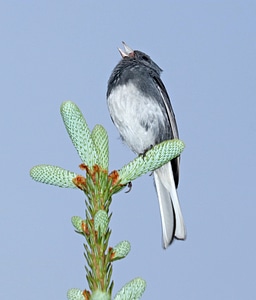 Dark-eyed Junco(Junco hyemalis) perched on a Cactus photo