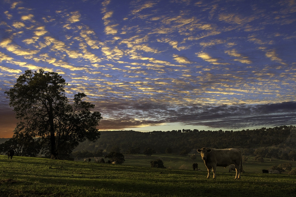 Sky over the farm landscape with cow at dusk