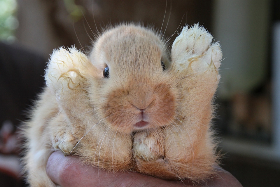 Cute animal wildlife