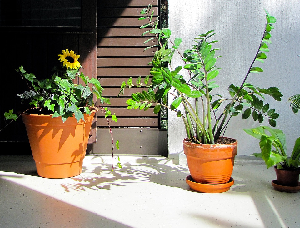 Balcony sunflower palmuvehka