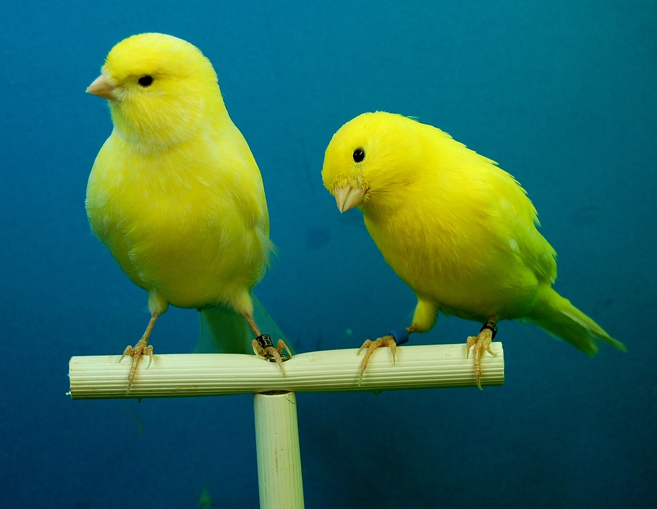 Canaries yellow aviary