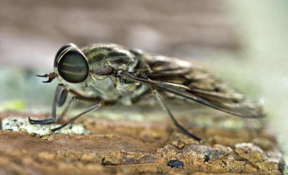 Horsefly closeup Macro