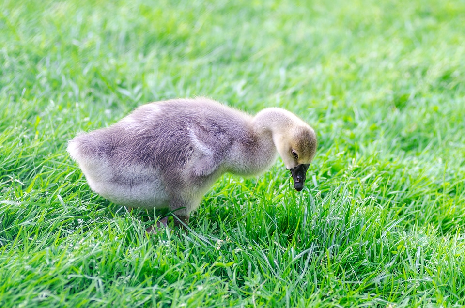 Young duck feeding with grass