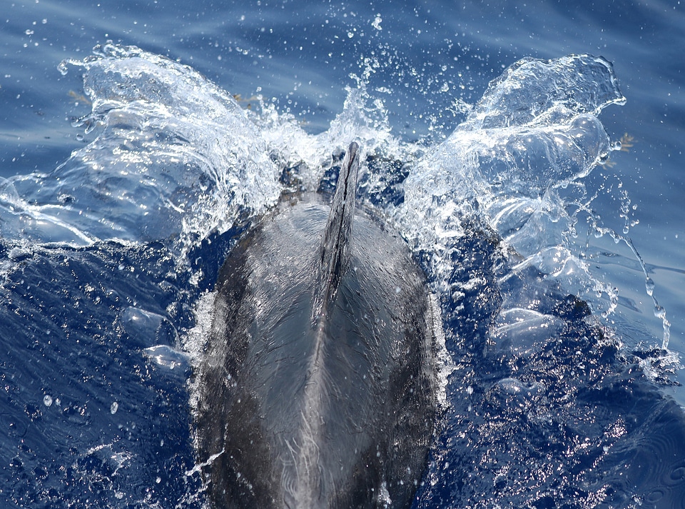 Back of Bottlenose Dolphin Slicing through the Water