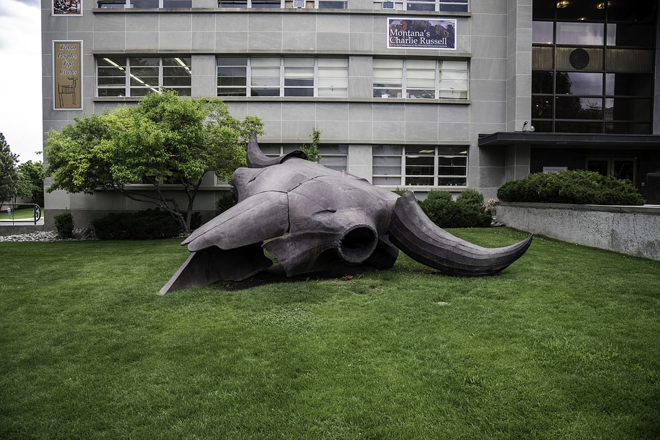 Cow Skull on lawn in Helena