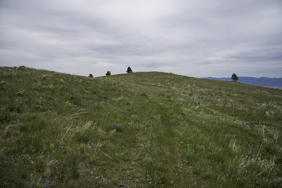 Grassy Hilltop on the Mount Ascension Trail, Helena
