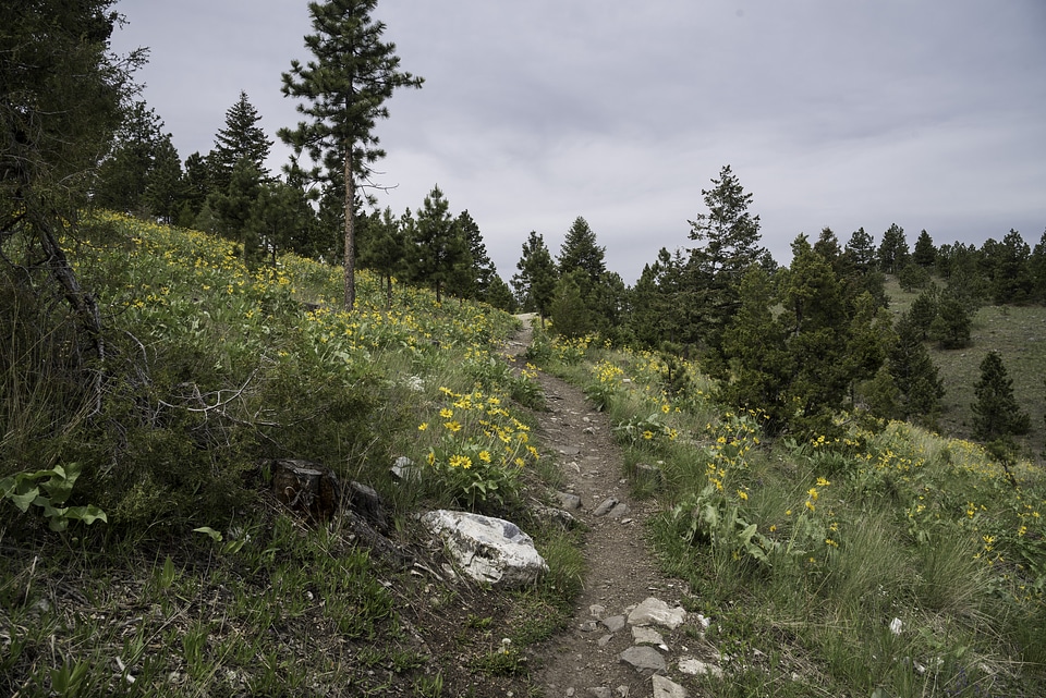 Mount Ascension Hiking Trail in Helena