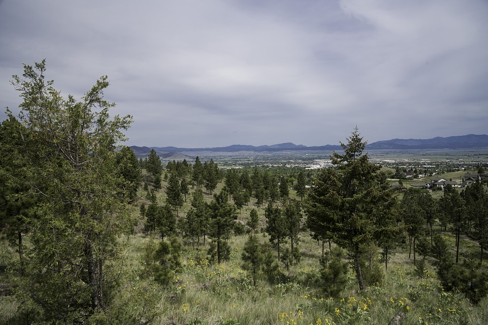 Pine trees and landscape in Helena