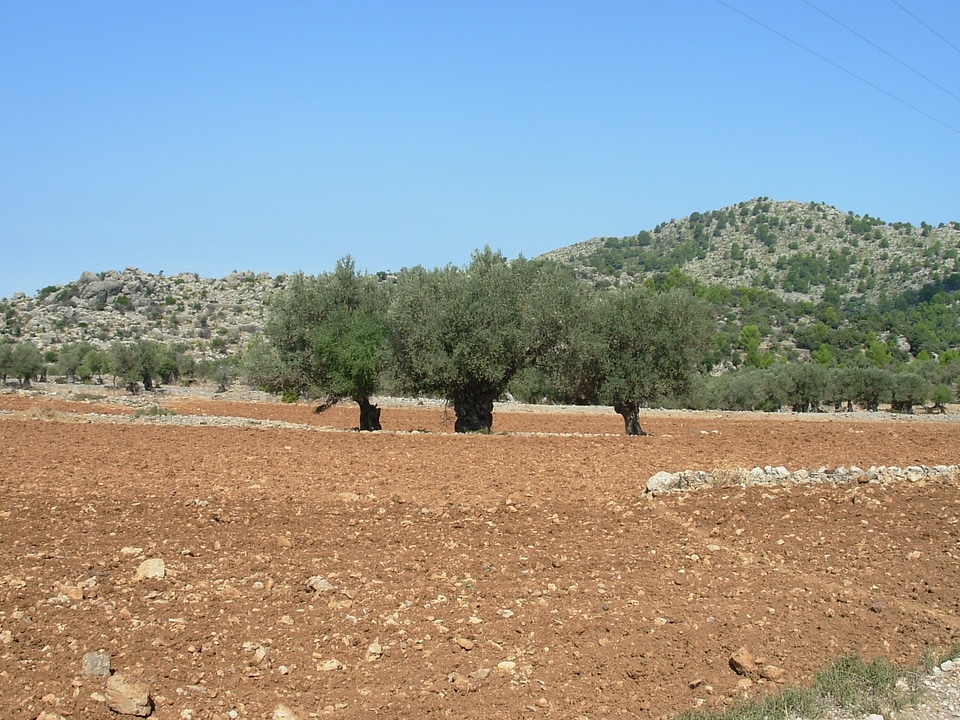 Red mallorca olive trees