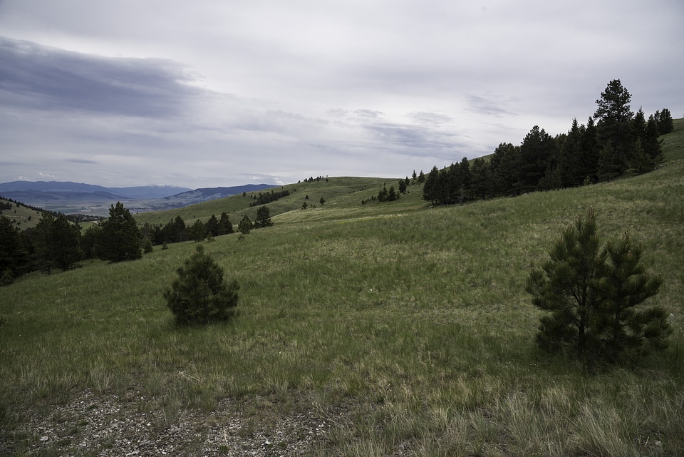 Looking across the grasslands on Mount Ascension, Helena