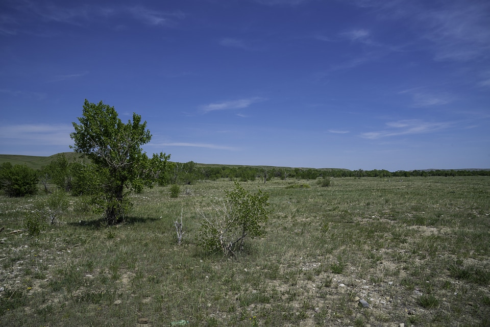 Landscape with grassland and tree in Montana